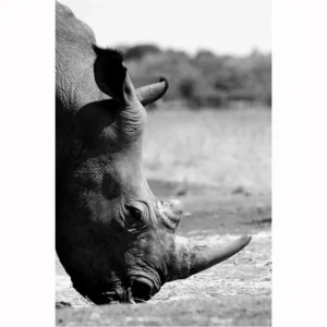 Rino BN
