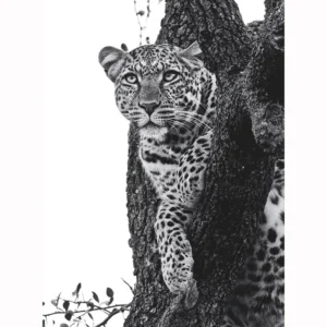 Leopardo Trepado