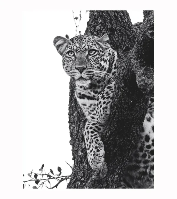 Leopardo Trepado