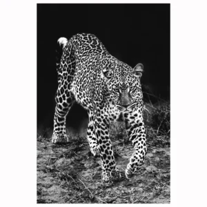 Habitat Leopardo