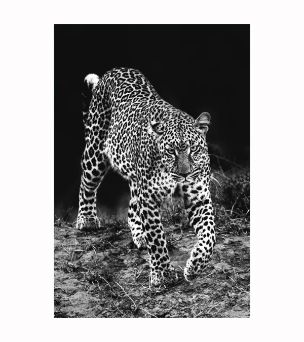 Habitat Leopardo