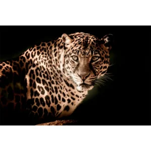 Leopardo de experiencia