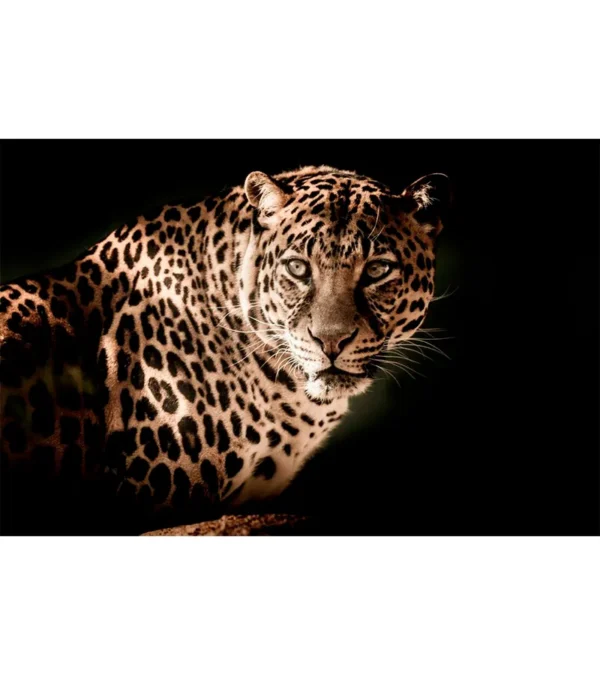 Leopardo de experiencia