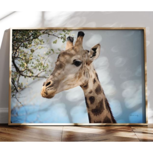 Novias leves del azul