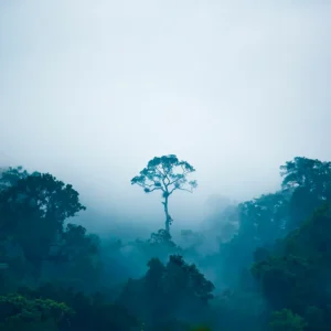 El árbol que se destaca en la selva