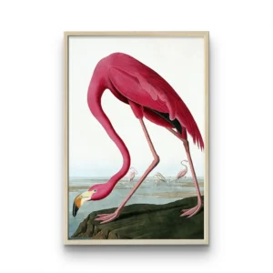 Flamenco Rosa