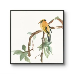 Siesta Negra De Oriole
