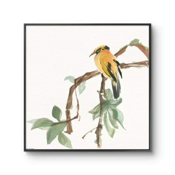 Siesta Negra De Oriole