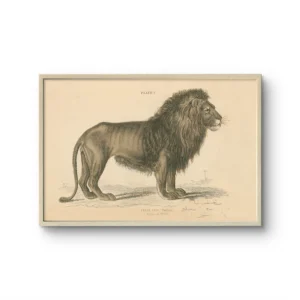 Vintage Lion